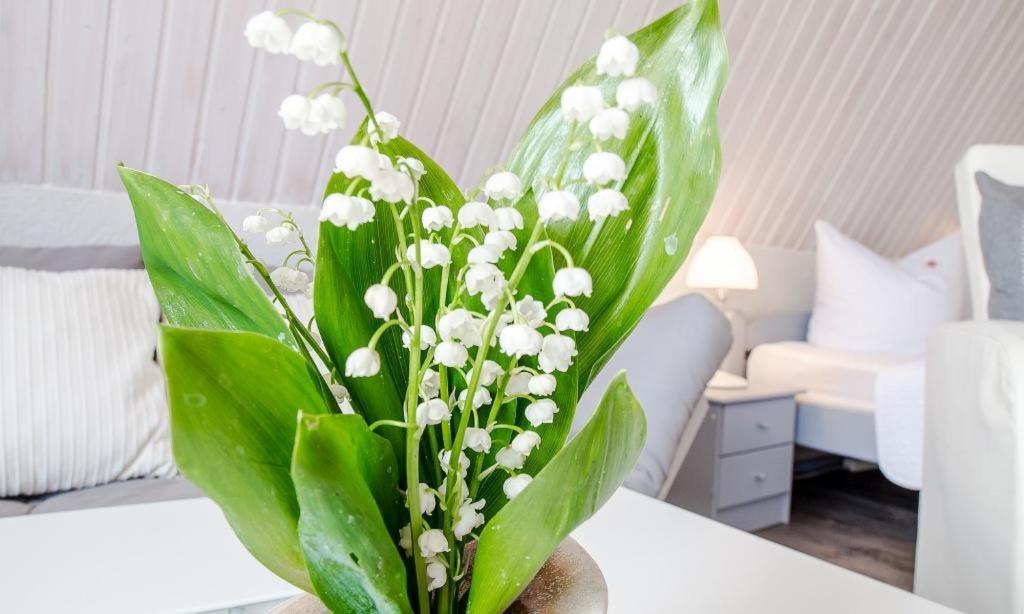 Apartmán Sonnenblumenhaus 02 Prerow Exteriér fotografie